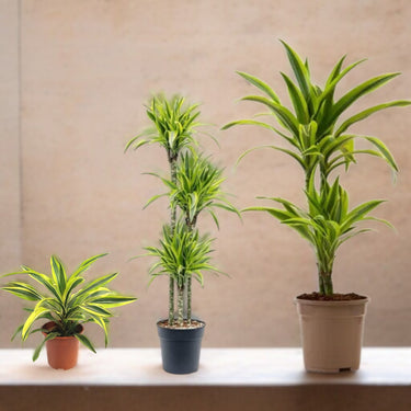 Dracaena Lemon Lime (Dragon Tree, Lemon Lime)